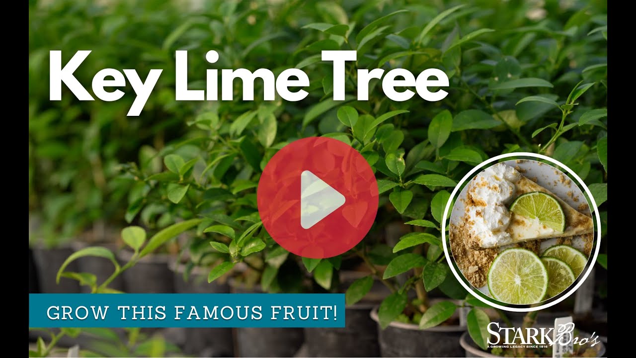 Key Lime Tree - Grow Key Limes at Home