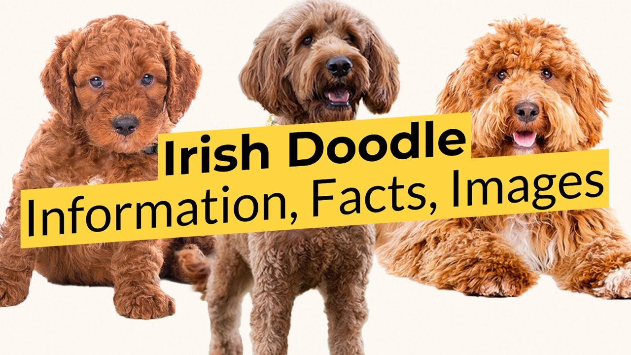 Irish Doodle Information, Facts, Images! 📃🔴 2023 🔴