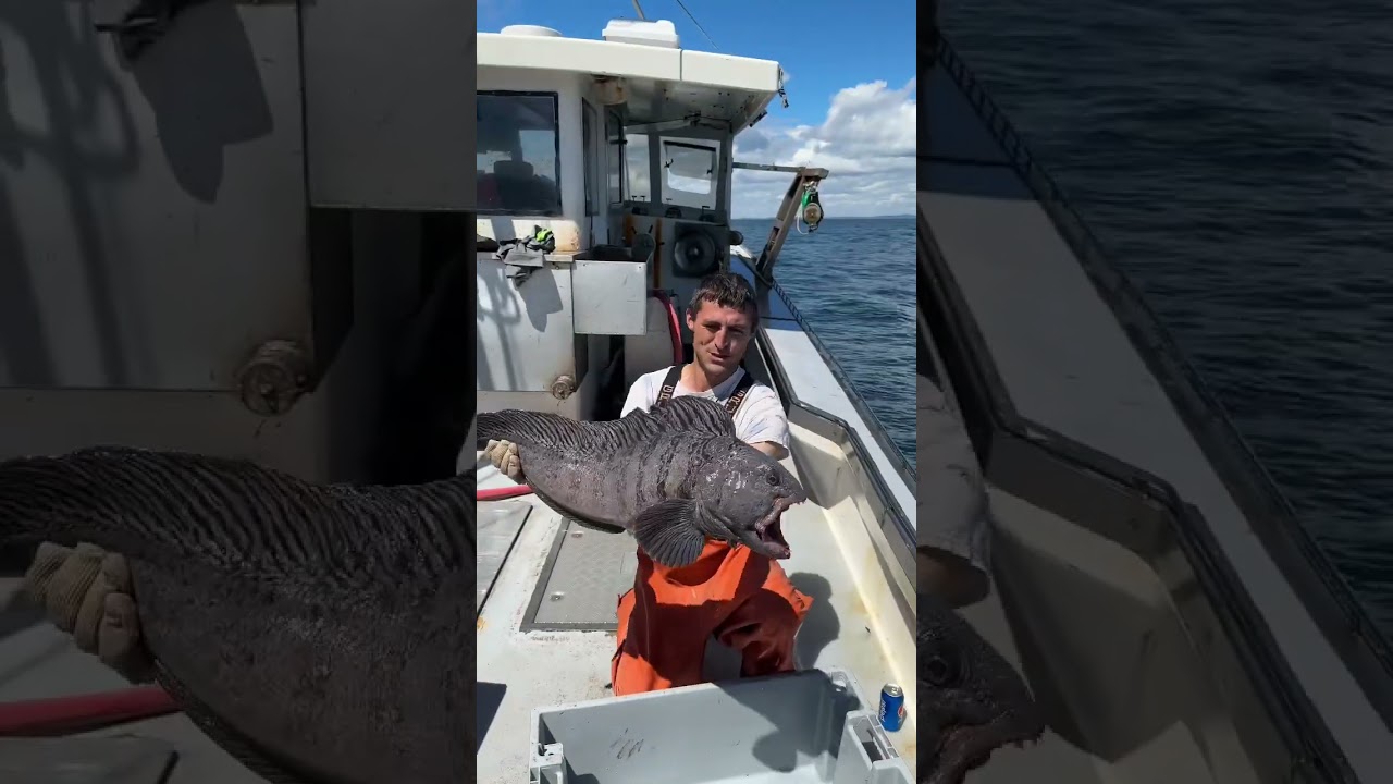 Huge wolf fish! He wasn’t harmed and we’re PrOfESsiOnAls! 🤓