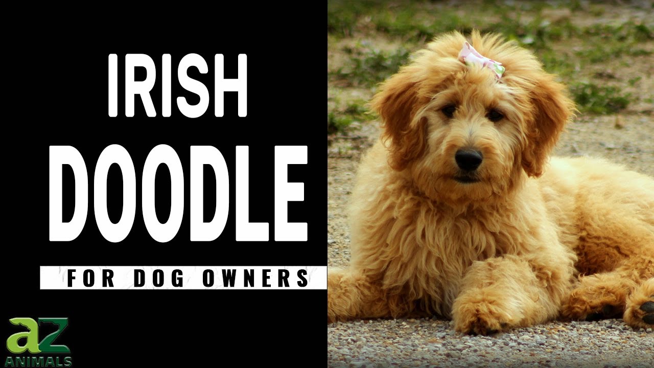 The Active Irish Doodle: Dog Breed Guide With Pros & Cons, Pictures, and More