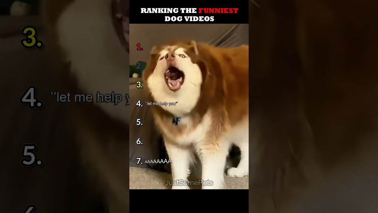 Ranking The Funniest Dog Videos
