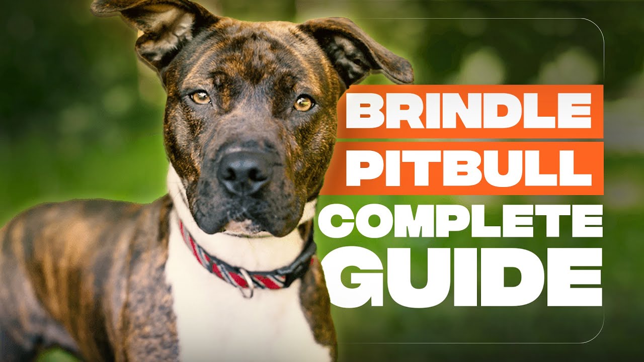 Brindle Pitbull Breed Info: Friend Or Foe?