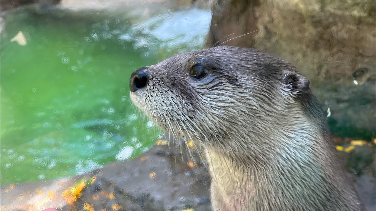 Henry Vilas Zoo Full Tour! Madison WI. | Animal Andrus Episode 6