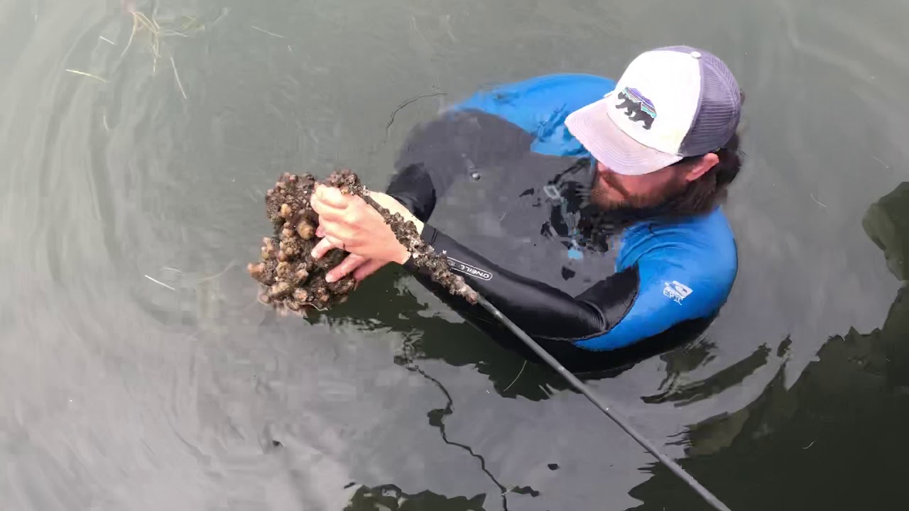 Learn About Sea Squirts!!!