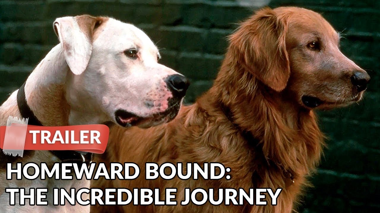 Homeward Bound: The Incredible Journey (1993) Trailer HD | Michael J. Fox | Sally Field