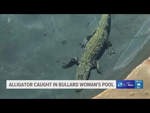 Alligator caught in East Texas woman's pool