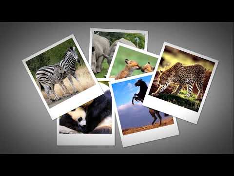 حميدو وقرش الحوت على hameedo zoo tube