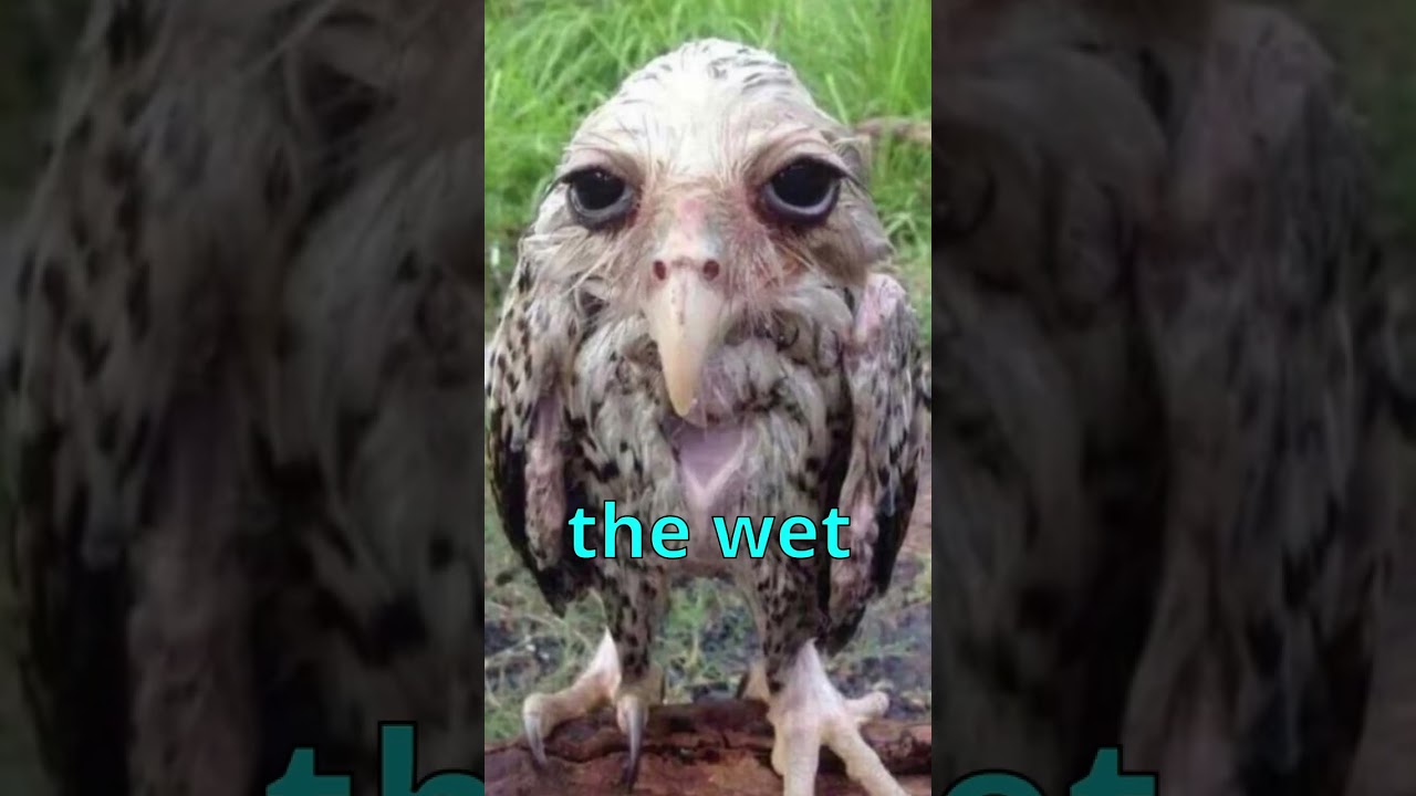 Do you think this owl is ugly? 😠