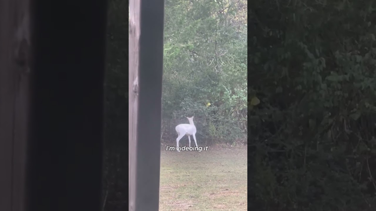Watch as a family spots rare albino deer in backyard #Shorts