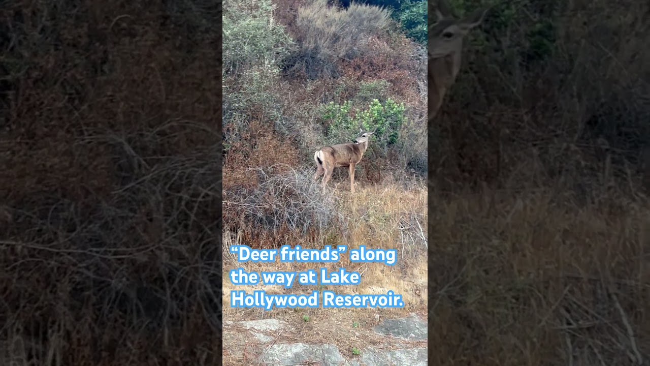 Our “DEER friends” at Lake Hollywood Reservoir. ❤️🙏🏽 #hollywood #reservoir #lakehollywood #deer