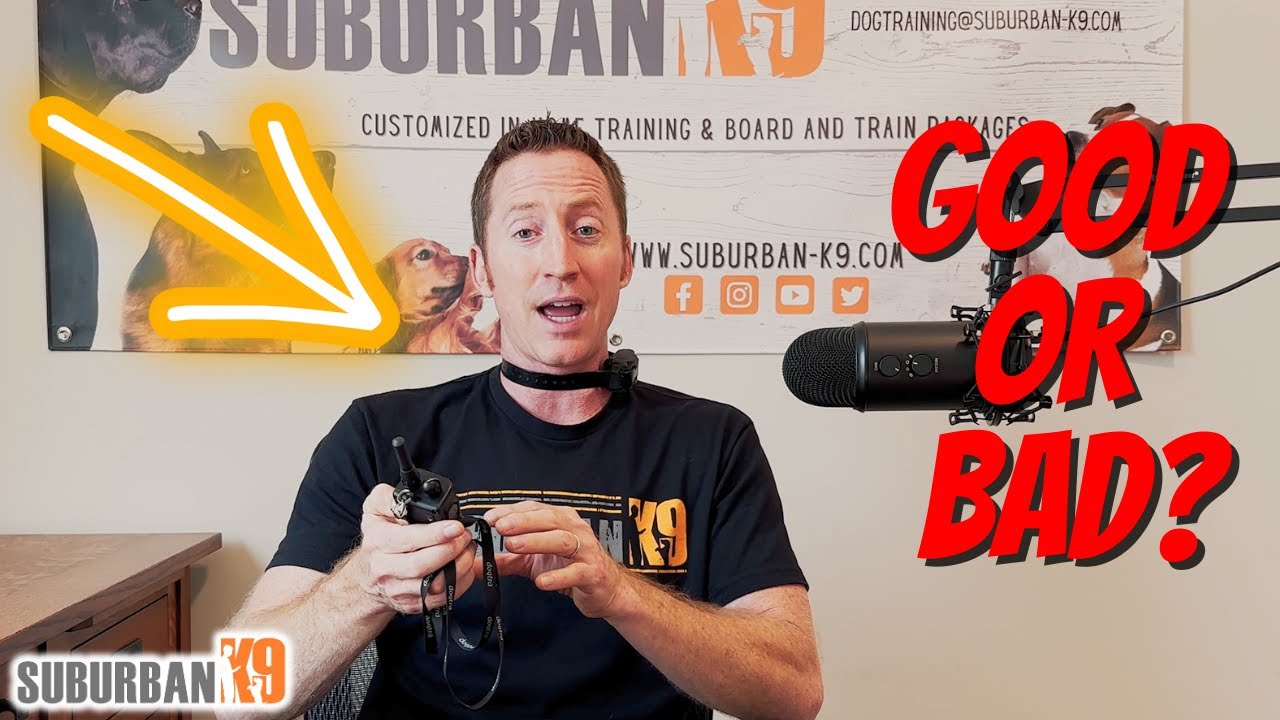 Are E Collars Cruel? Dog Expert Explains Benefits and Risks!!!