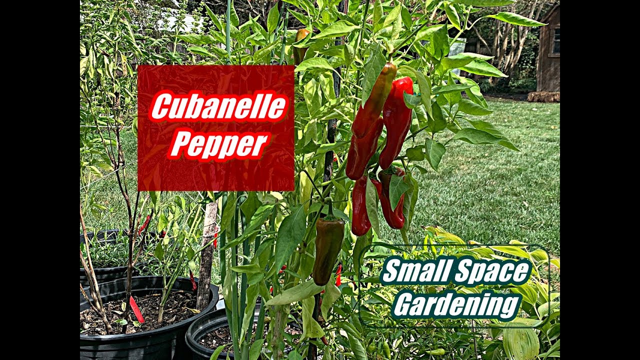 What Is A Cubanelle Pepper ?