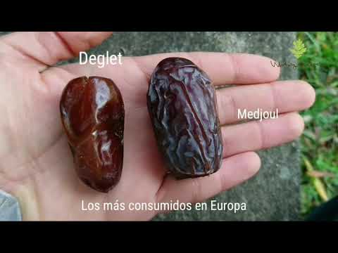 Como Escoger Datiles deliciosos? #asisecomelafruta