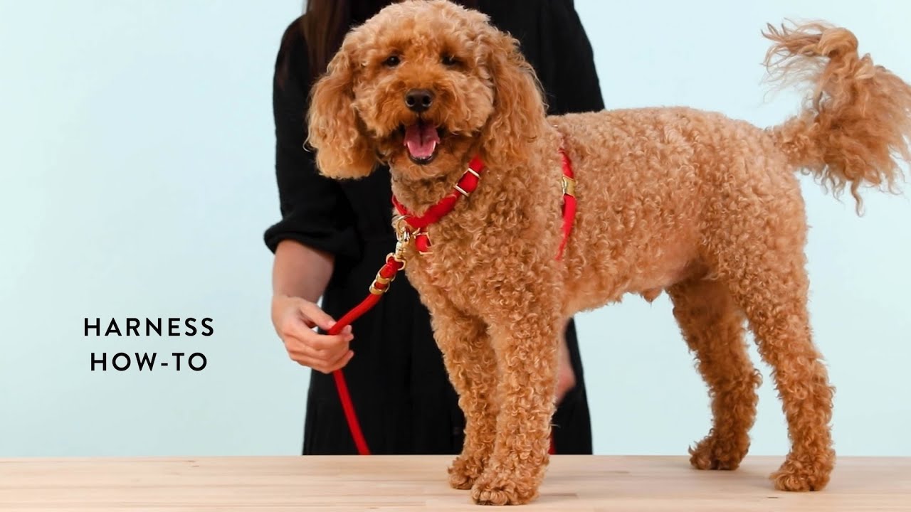 The Foggy Dog Harness How-To Video