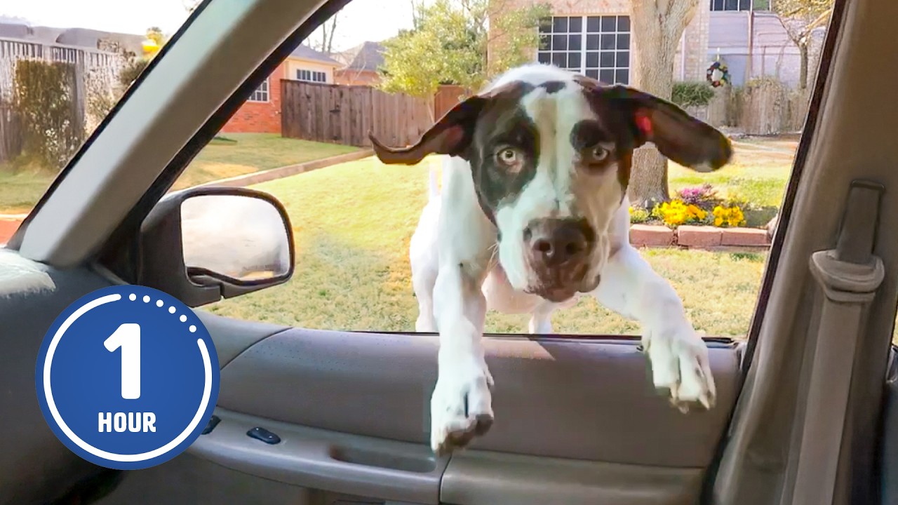 HILARIOUS Dogs Being Weird 🤪 | 60 Minutes Of Funny Dog Videos