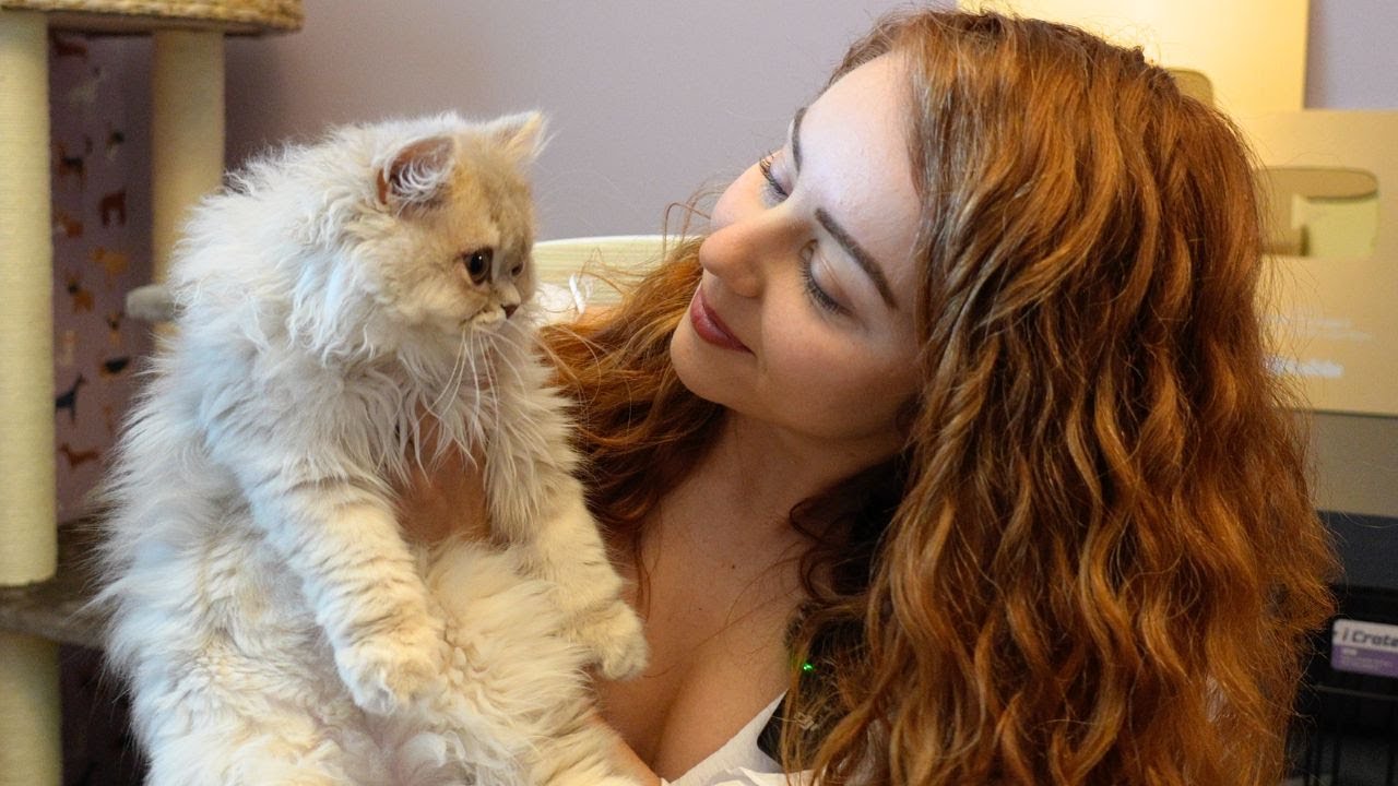 Why I chose the British Longhair Cat