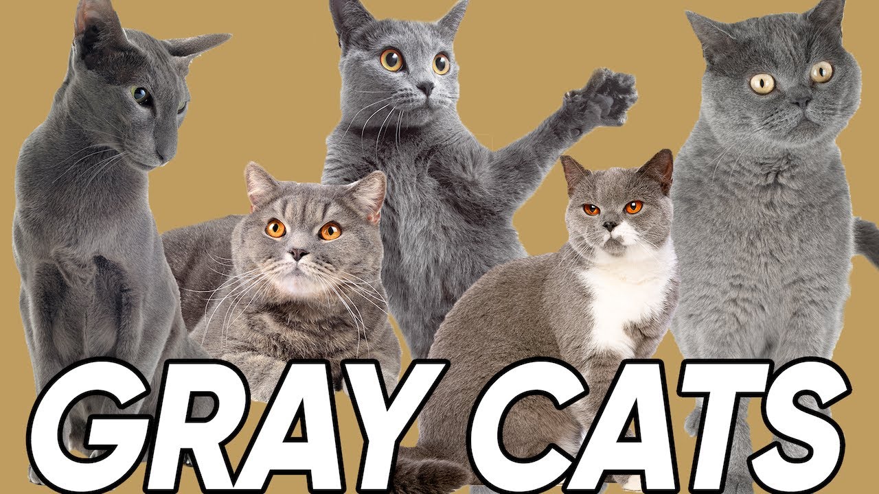 3 Great Facts About Gray Cats!