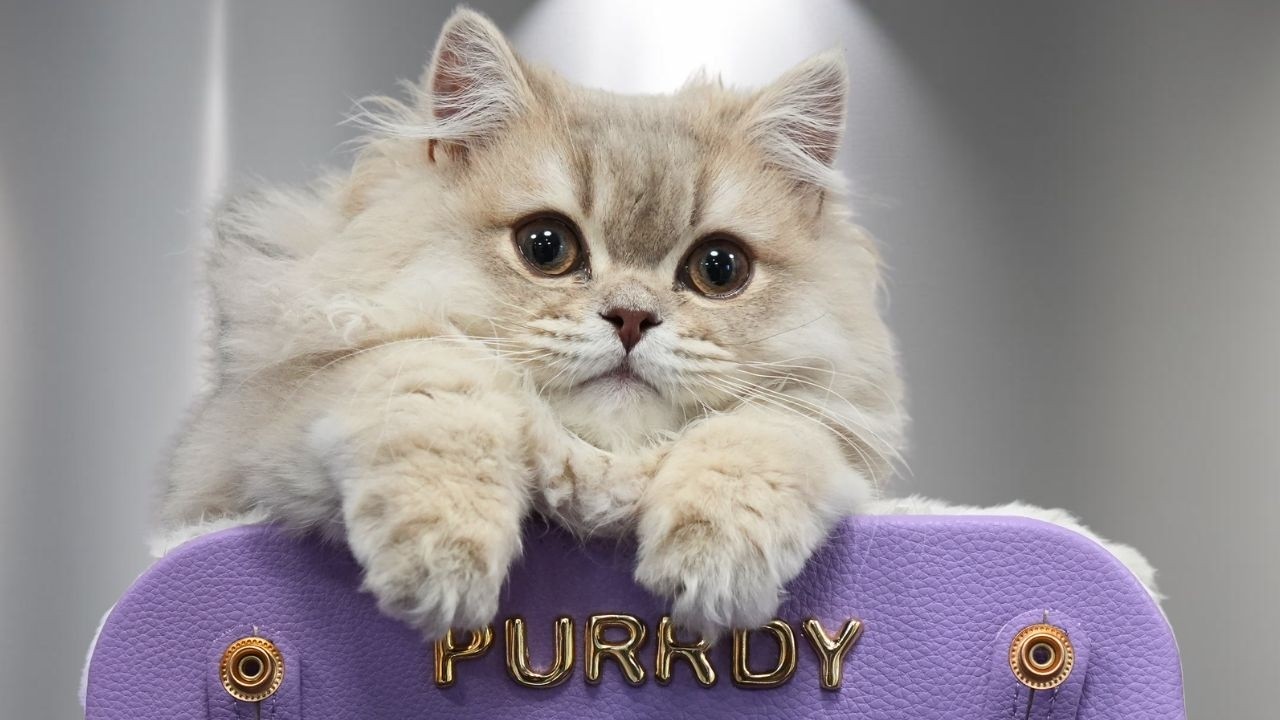 I could be biased...but this is the most beautiful kitten in the WORLD 🥹 | British Longhair