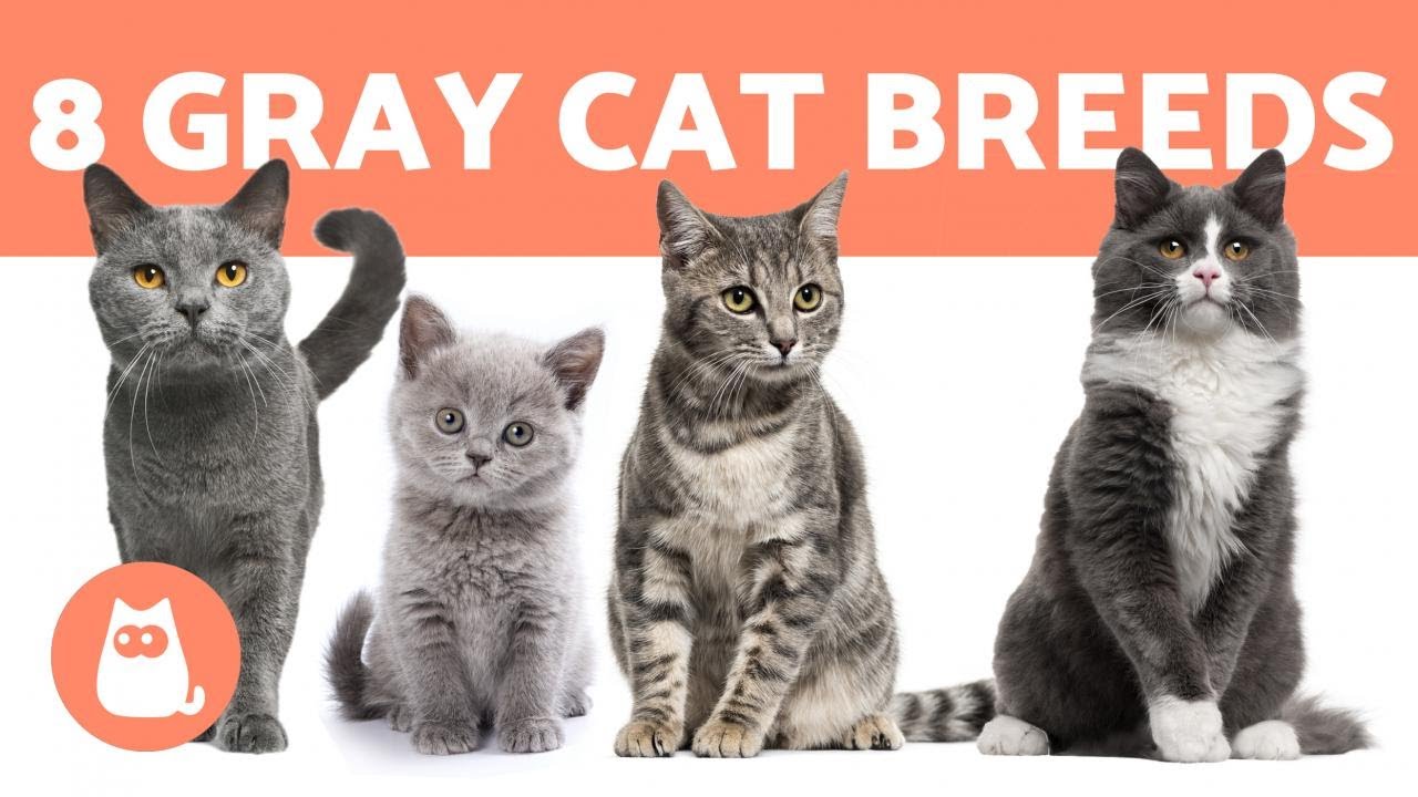 TOP 8 GRAY CAT BREEDS 🐱❣️ (Which Is Your Favorite?)