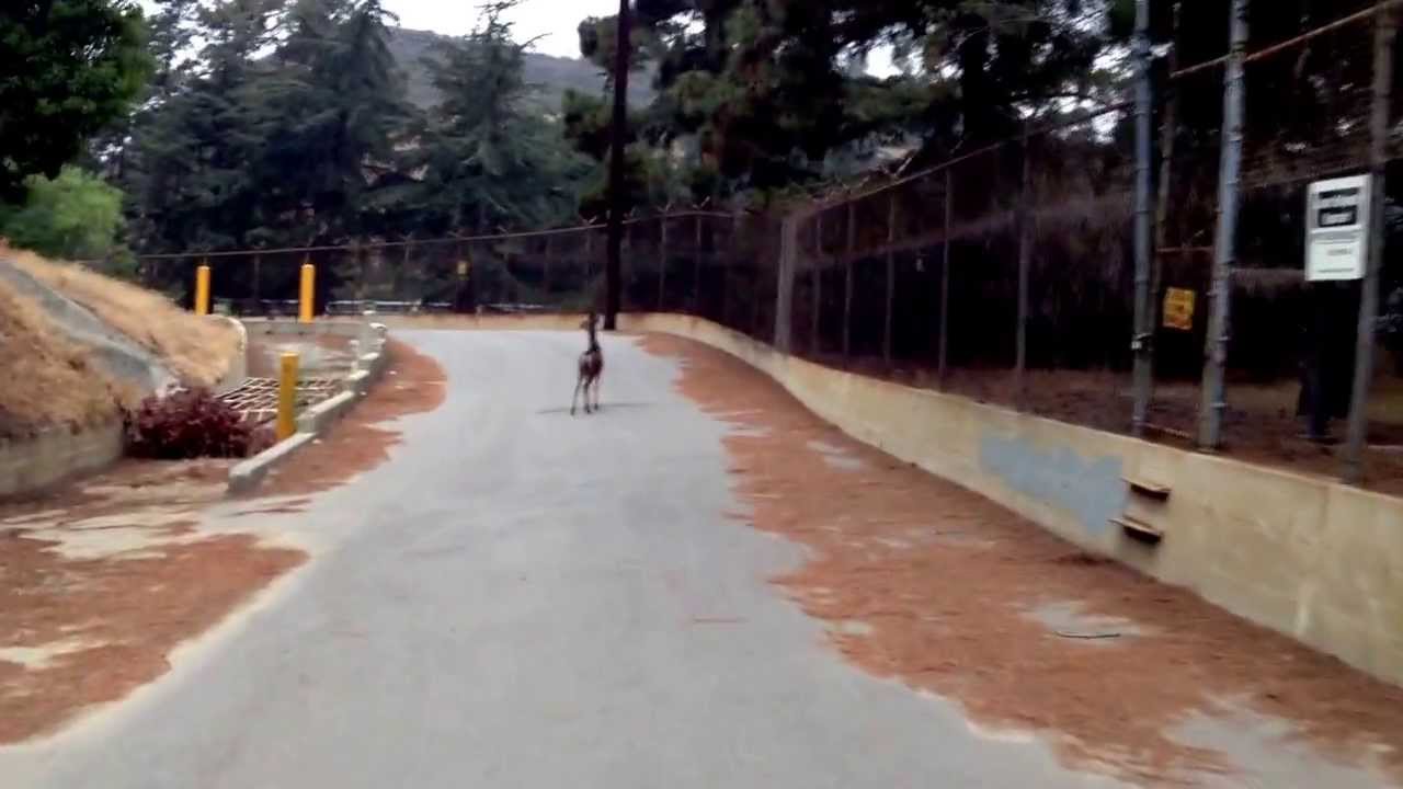 Lake Hollywood Reservoir Deer