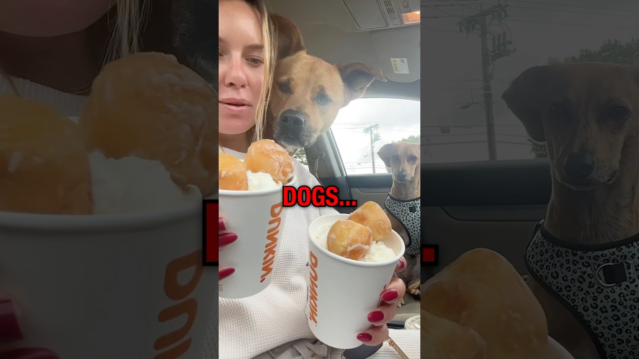 Are Dunkin Pup Cups Making Dogs Overweight? 🍩