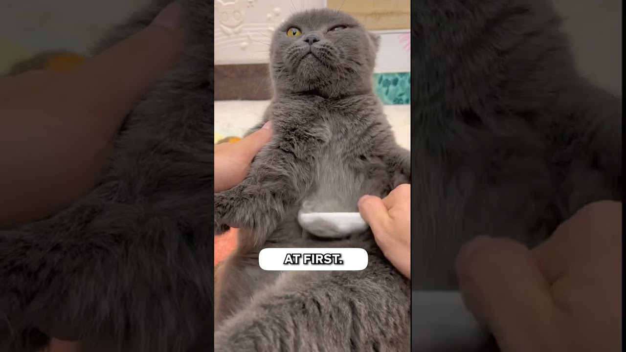 Get this ✨ Flea Comb ✨ to clean your cat's fur regularly!! 😳