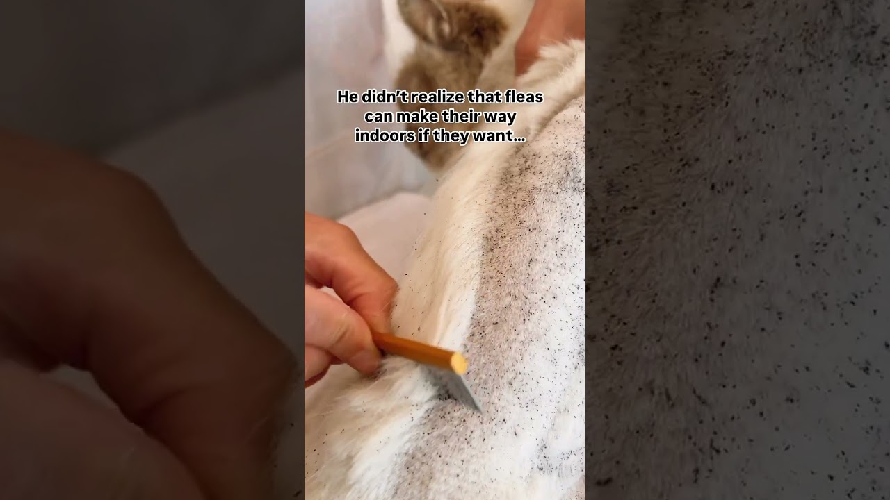 This cat is COVERED IN FLEAS and owners are surprised because she’s INDOOR ONLY #cat #catlover