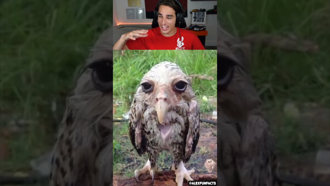 Animals That Look Terrifying Wet Owls Edition