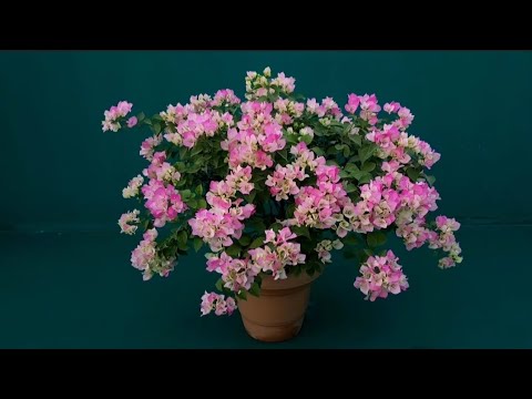 ID Imperial Thai Delight / Bougainvillea Garden / Flowers Bloom / Collection / Tips / grafted / grow