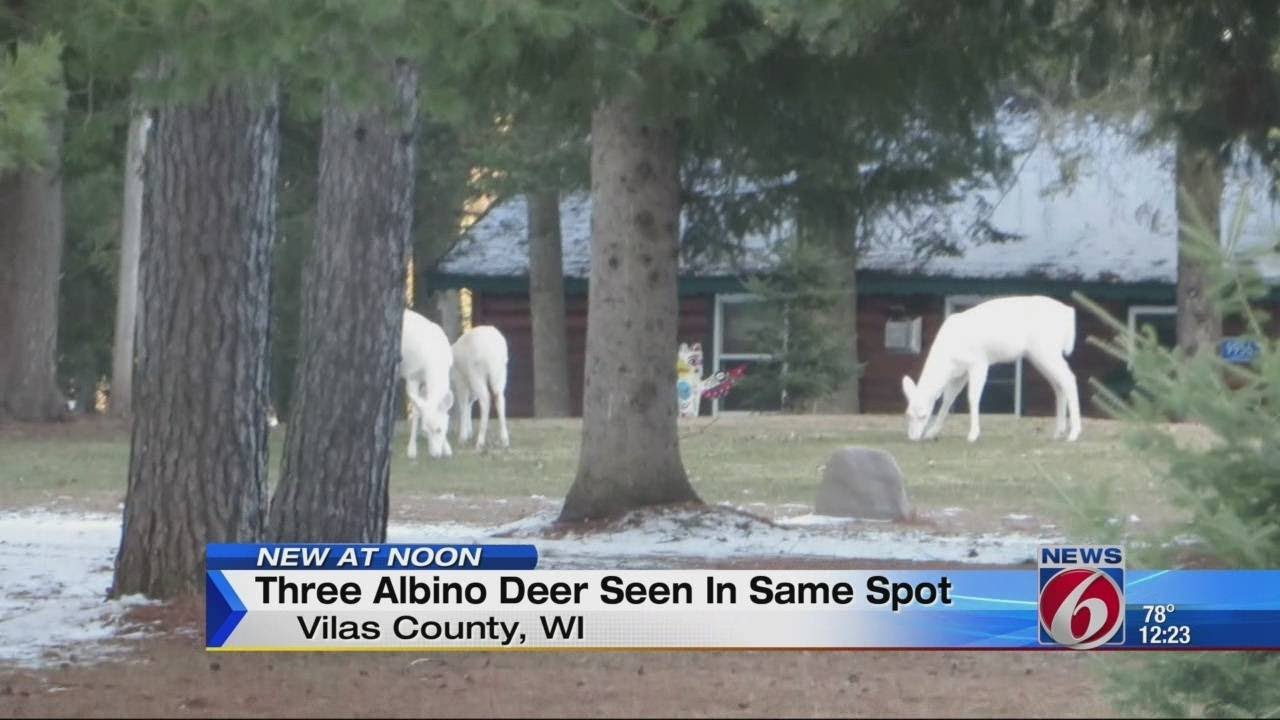 3 albino deer spotted in yard