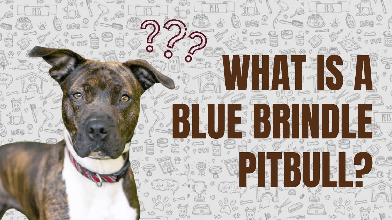 What Is a Blue Brindle Pitbull???
