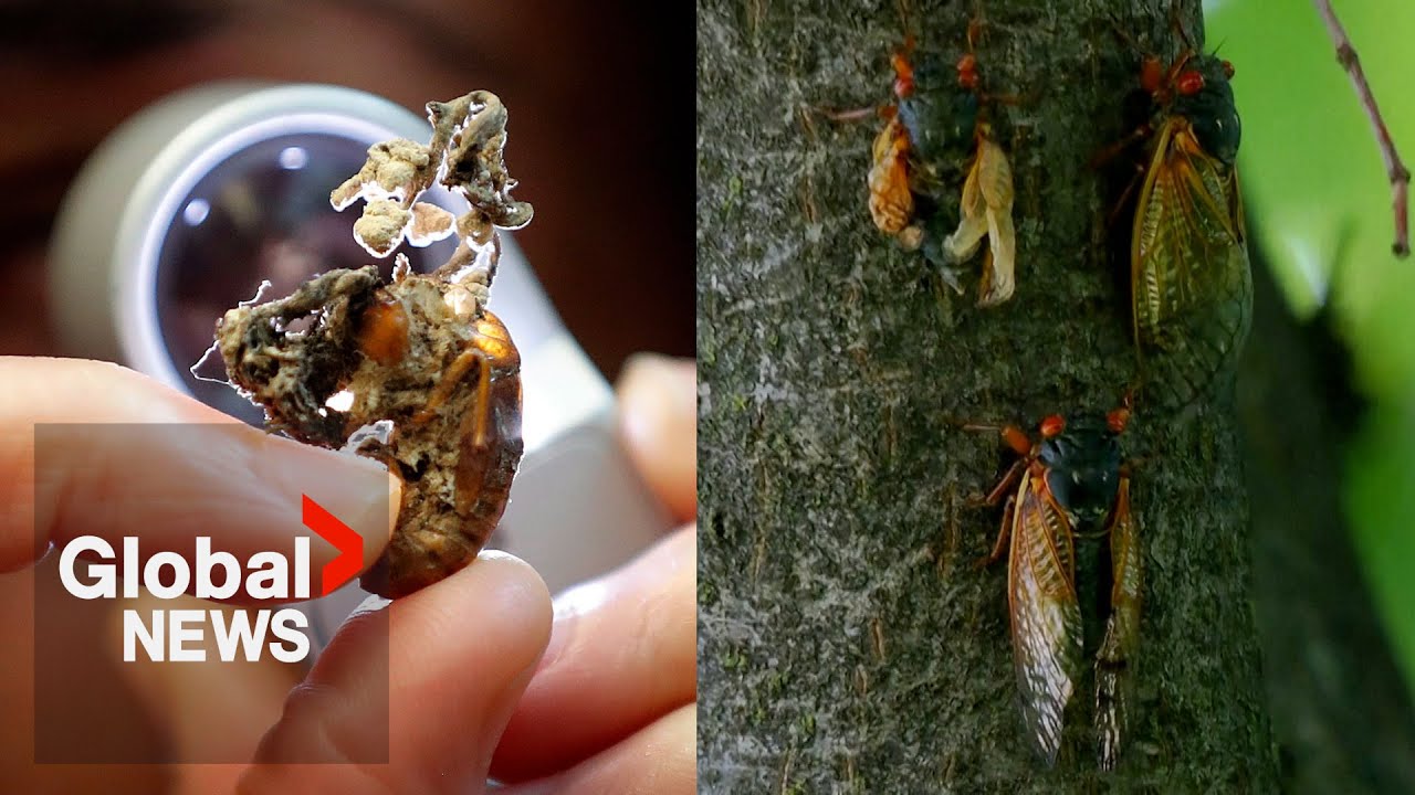 Mind-controlling fungus turning cicadas into "hyper-sexual zombies"