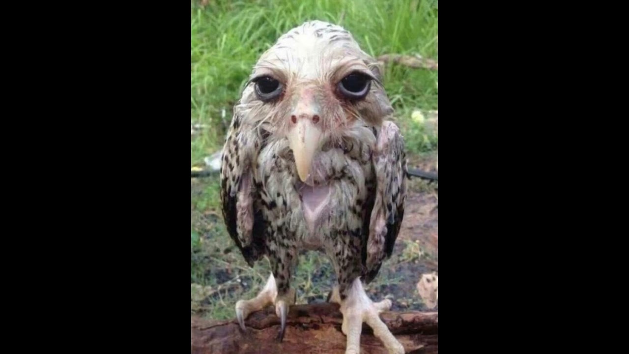 Wet Owl