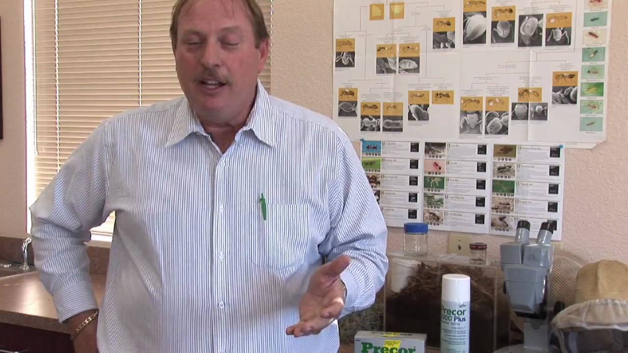 Flea Control : What Is Flea Dirt?