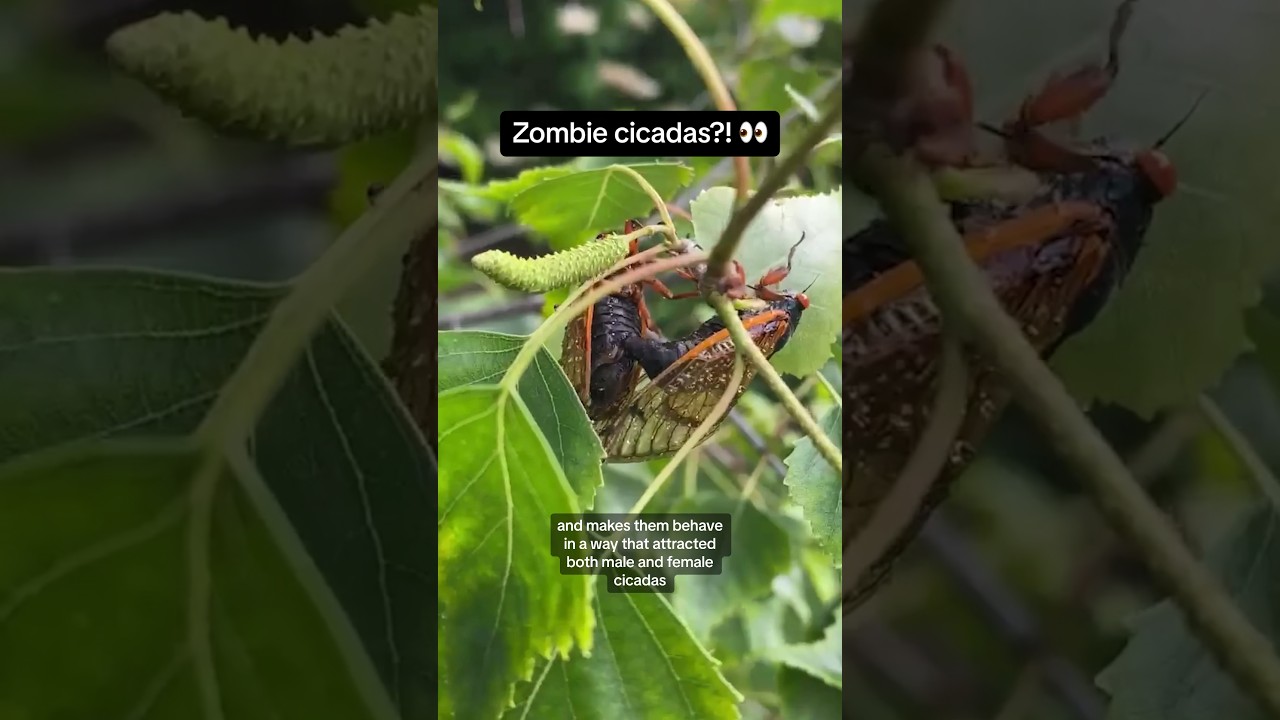 Are there ZOMBIE cicadas?! 👀