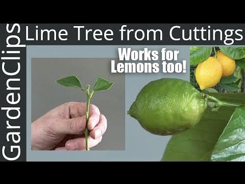 How to Grow Lime Trees from Clippings - Easy fast way to grow Lime Trees & Lemon Trees from Cuttings