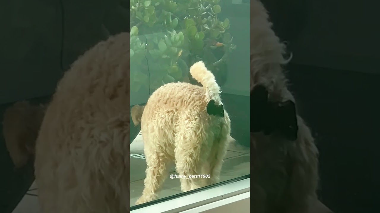 Funny Pets | 2025 😂 Funny Dogs And Funny Cats Videos 🐱 🐕 😄 #217