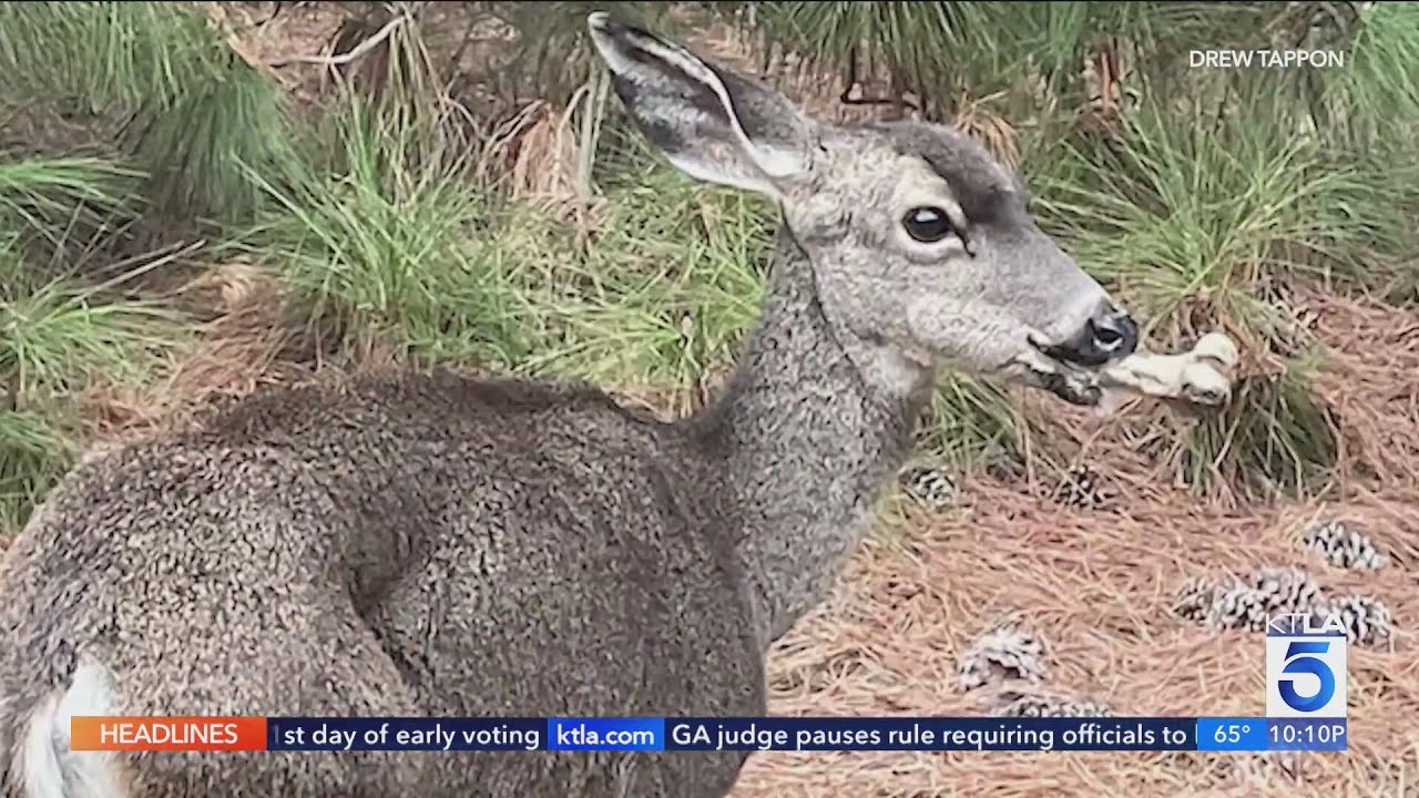 Crews search for injured deer with bone lodged in mouth near Hollywood Reservoir