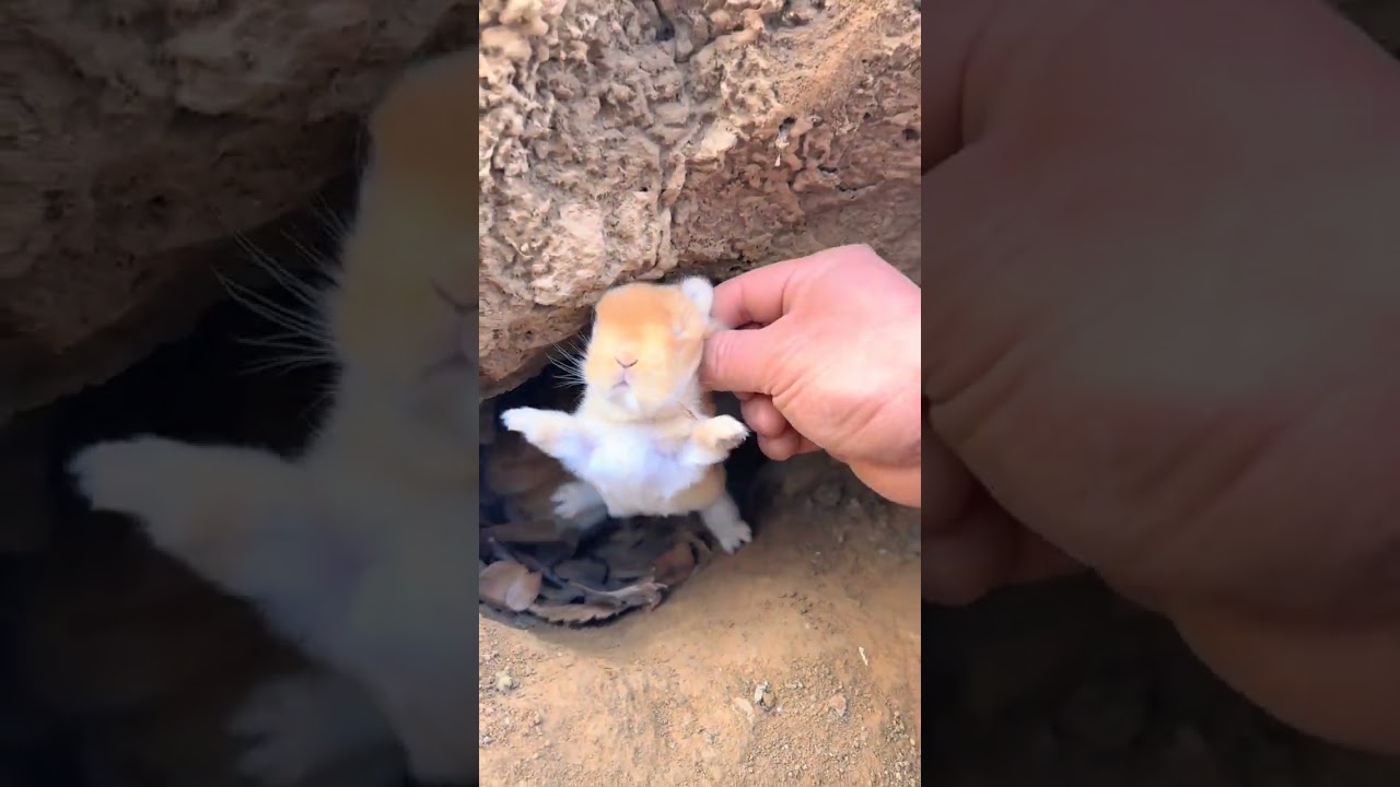 Discover a nest of little rabbits, cute pet debut plan, rabbit pastoral cute pet