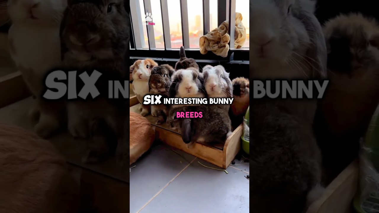 6 interesting Bunny Breeds which you probably didn't know. 🐇