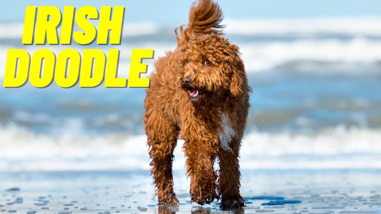 Irish Doodle - Top 10 Facts About the Irish Doodle Dog