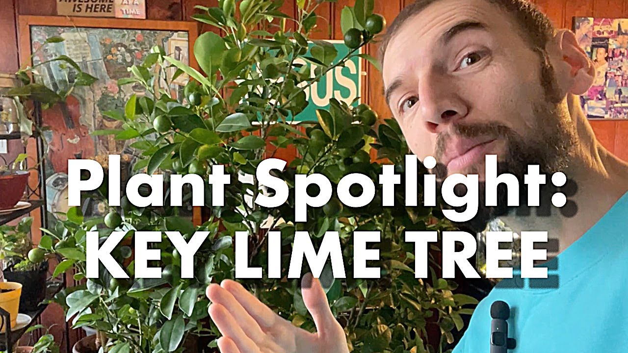 Plant Spotlight: the AMAZING Key Lime Tree - Basic key lime tree care for indoors!