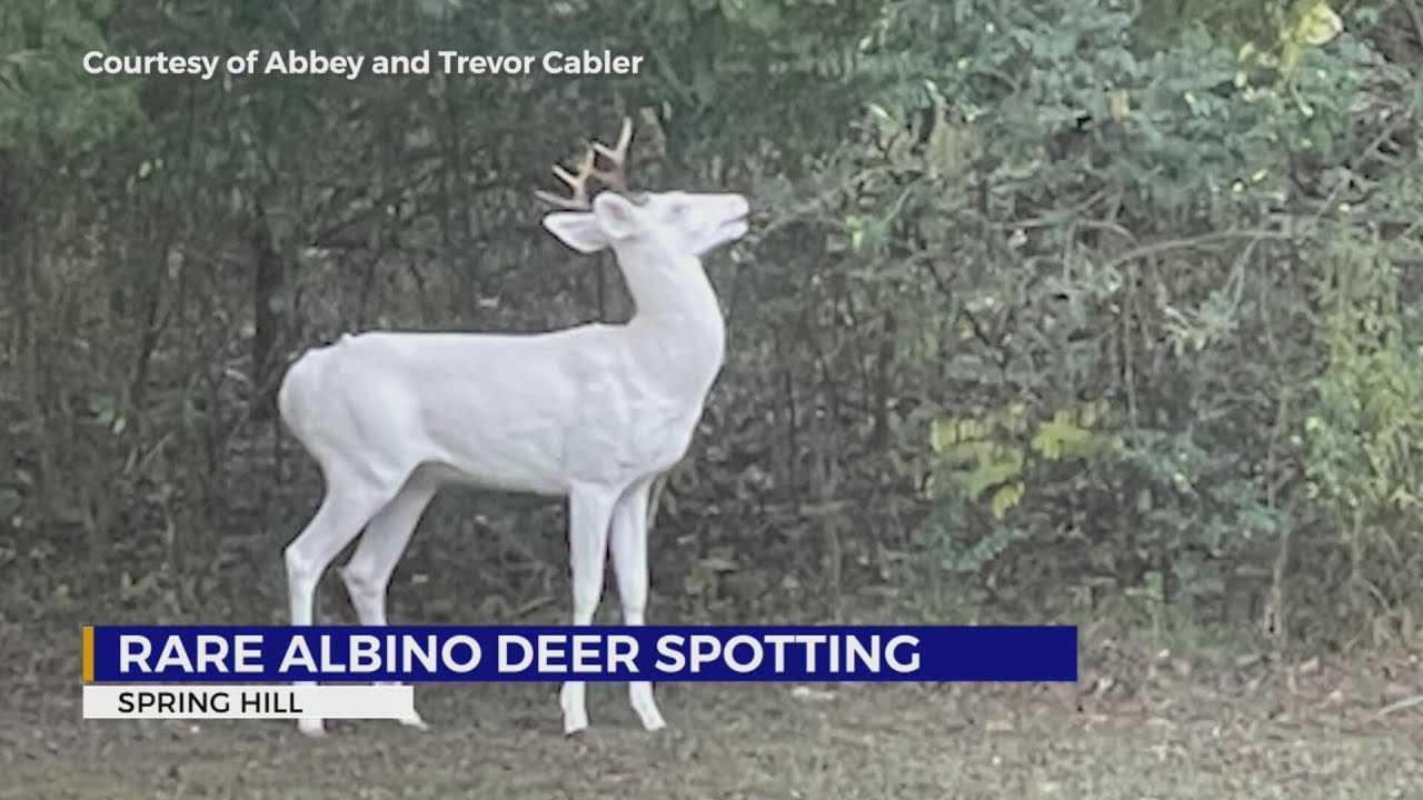 Rare albino deer spotted in Spring Hill