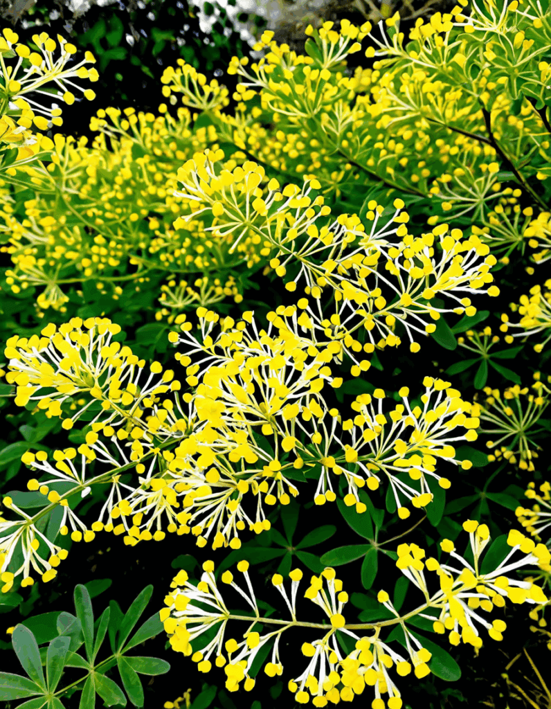 coronilla de la divina misericordia